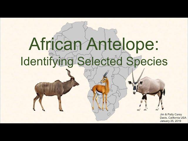 Identifying common African antelope