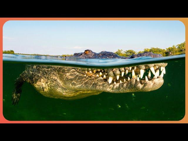 Divers Explore Dangerous Never Seen Before Crocodile Caves | Crocodile Labyrinth | Real Wild