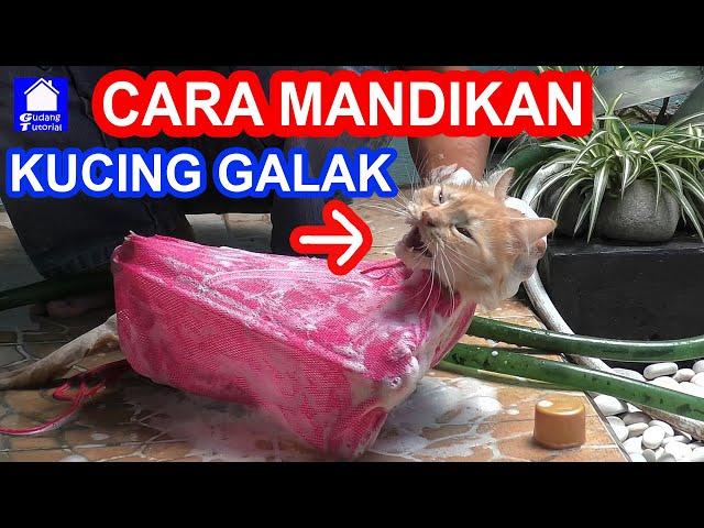 CARA MEMANDIKAN KUCING GALAK, AGRESIF, BERKUTU SENDIRIAN