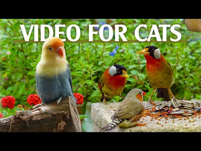 Best For Cats: Mesmerizing Bird Videos Tailored For Curious Cats - Catt TV Central