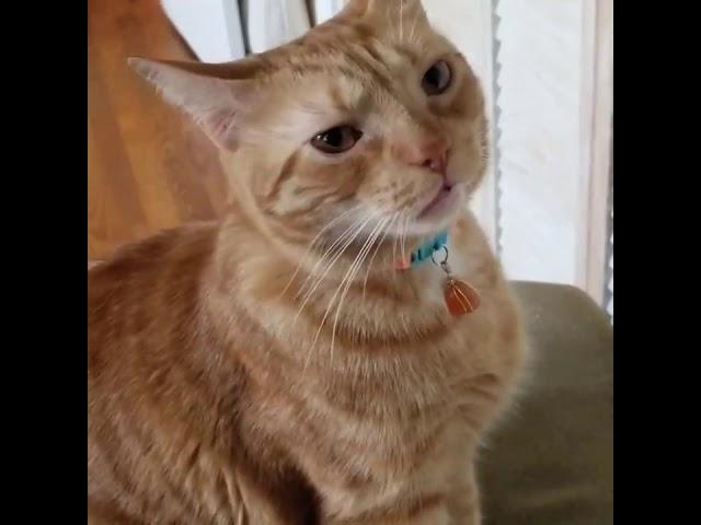 Cat Gives Affirmative Response To Pet Parent's Question About US Presidential Candidate