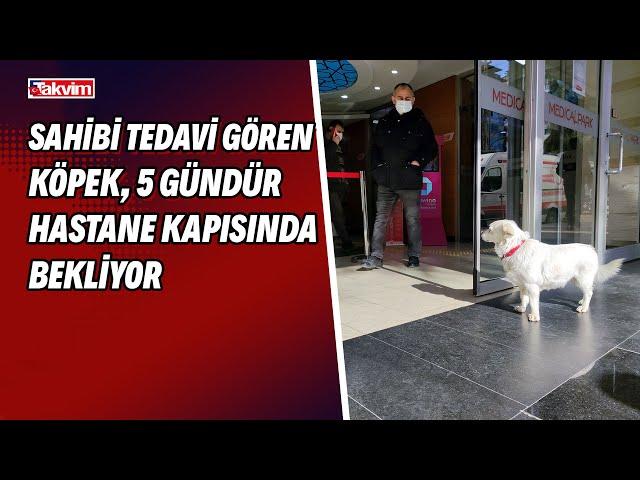 Sahibi tedavi gören köpek, 5 gündür hastane kapısında bekliyor