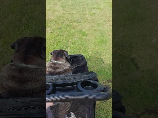 Two pugs in a buggy... 