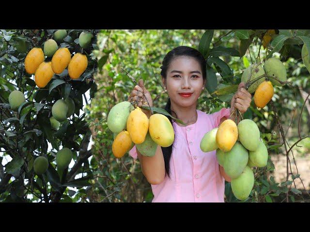 Harvest mango in my homeland and make mango dessert - Healthy fruit