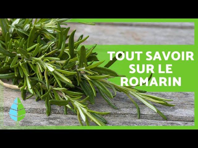 À quoi sert le ROMARIN ?  Propriétés et AVANTAGES 