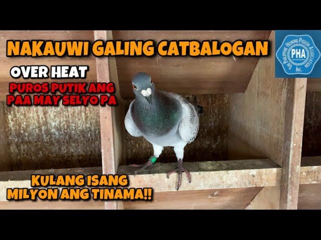 THE ARRIVAL OF 2ND PLACE BIRD CATBALOGAN SAMAR PHA, HARD WEATHER!!