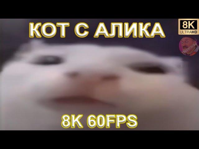 КОТ С АЛИКА 8K 60FPS 
