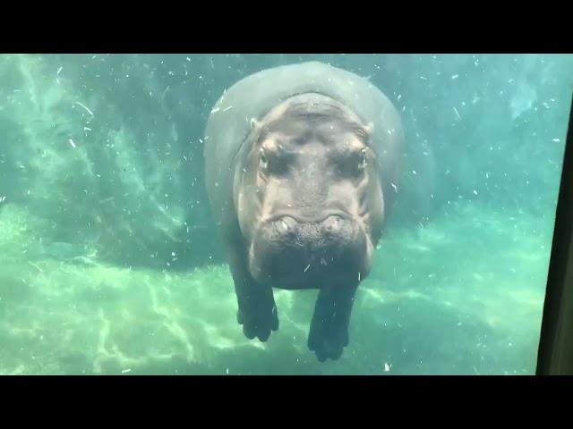 New Fiona Live Cam - Cincinnati Zoo