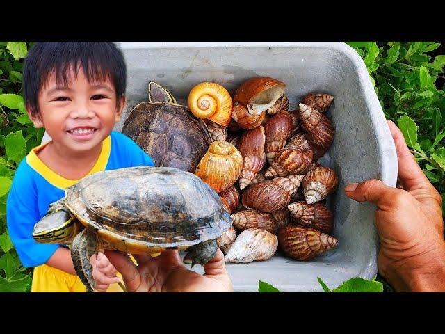 HUNTING SNAILS! Mencari Dan Menemukan Hewan Bekicot, Kura-kura Dan Ikan Hias [Bekicot Siput Keong]