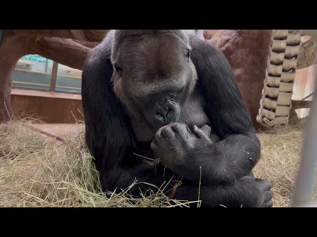 Western Lowland Gorilla Calaya Cradles Newborn at Smithsonian's National Zoo