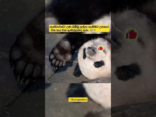 ඔබ දන්නවාද? #shorts #foryou #fyp #viral #animals #panda #gurugedara #tiktok #yt #trending #short