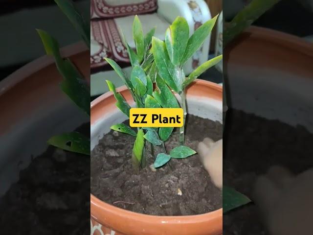 Multiply Your ZZ Plant By Separation #zzplant #plants #propagation #gardeningideas #gardening