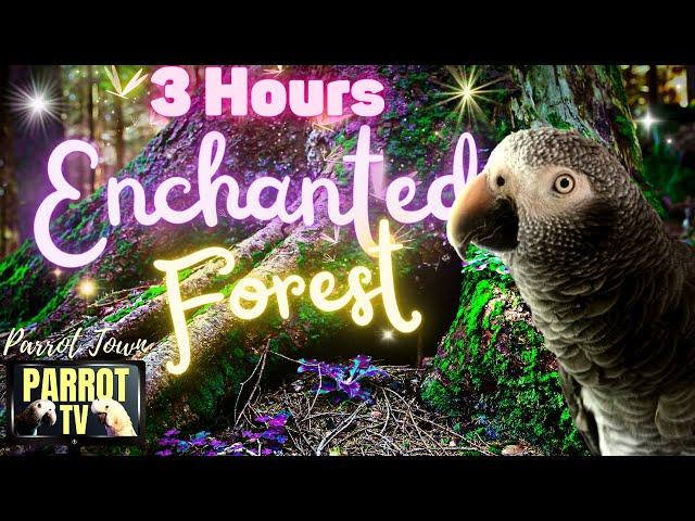 Enchanted Forest | 3-Hour Music and Ambience Dreamscape for Birds | Parrot TV for Your Bird Room