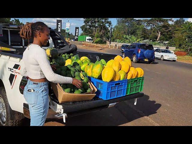 Harvesting HASS AVOCADOS, paw paws,pumpkins, plantains and taking them to the market in kenya