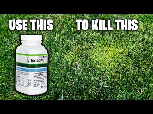 TENACITY HERBICIDE ~ PRE / POST EMERGENT ~ HOW TO ~ APPLICATION GUIDE ~ KILL CRABGRASS SUPPRESS POA