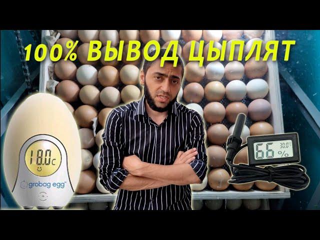 Сенсация 100% вывод цыплят даже с китайского Инкубатора