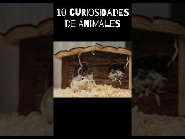 10 curiosidades de animales #gatos #cobra #serpientes #caracoles #hamsters #caiman #perezoso