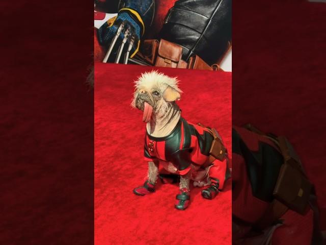 Peggy AKA Dogpool is the true star of Deadpool and Wolverine  #shorts #marvel #deadpool