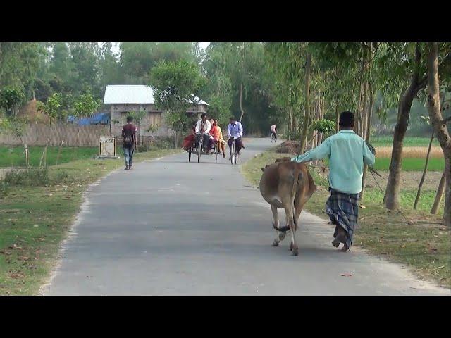 বাংলাদেশের গ্রামের জীবন ||  Bangladesh Village Life