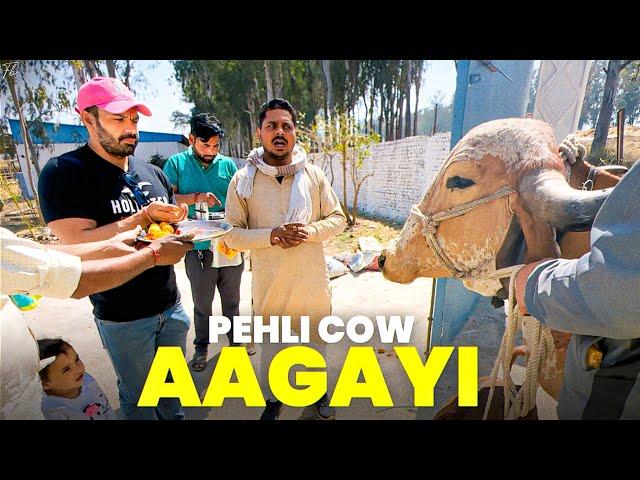 Pehli Cow Ne aaate hi Baby De Diya