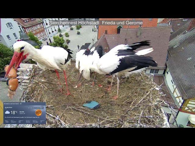 2024 07 02 Storchennest Höchstadt, Gerome bringt Bockwurst mit Semmel und Frieda Hühnchen ala Card