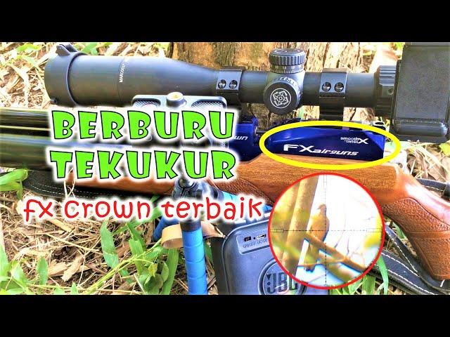 BERBURU TEKUKUR DENGAN SENAPAN ANGIN FX CROWN