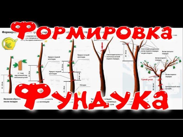 Формировка фундука методичка