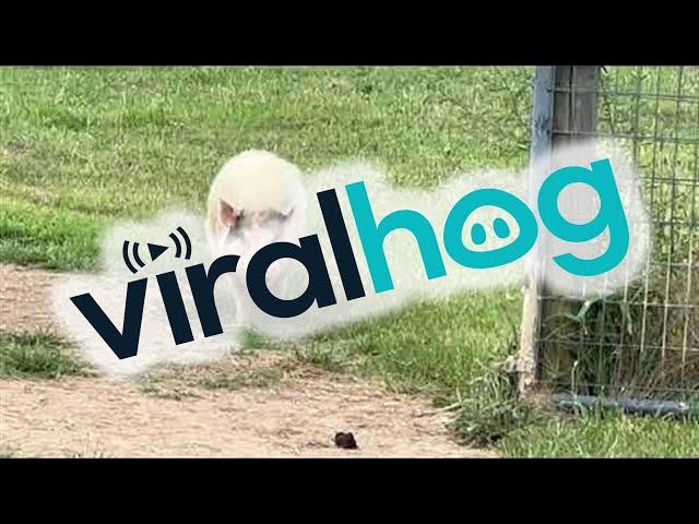 Willy The Pig Is Late For Breakfast || ViralHog