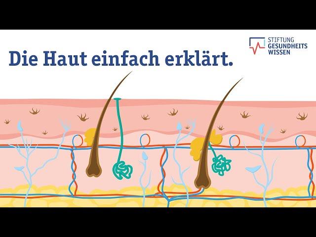 Wie funktioniert die Haut? Aufbau des größten Organs | Wissen ist gesund