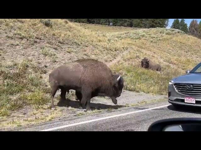 Bison headbutts car in Yellowstone National Park