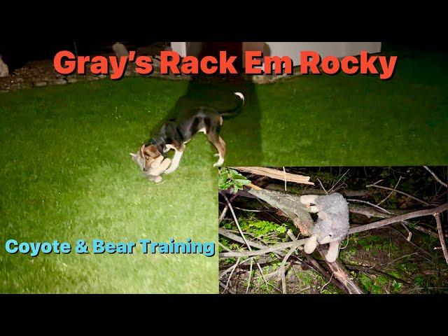 Gray’s  Rack Em Rocky, The son of Willy & Blackstone Ram-Paige coyote scent training.