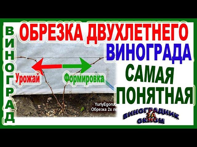  Ясно и понятно. Обрезка двухлетнего  куста винограда. Проще пареной репы! Три варианта обрезки.