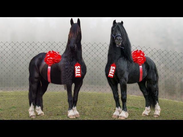 These Are 10 Most Expensive Horse Breeds