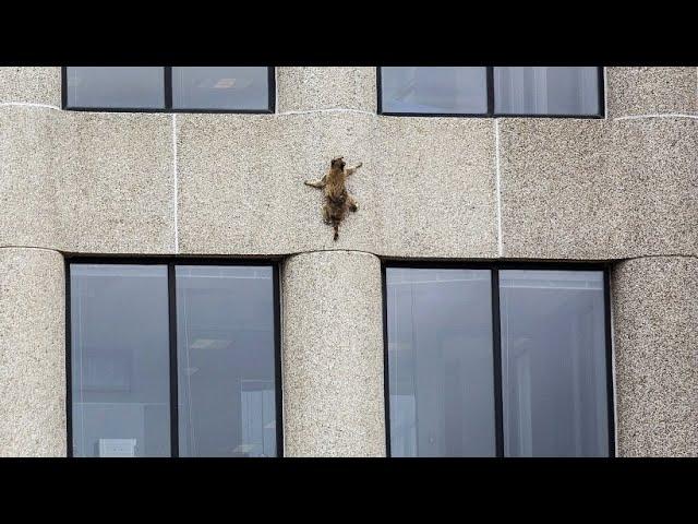 An der Fassade: Waschbär klettert auf Hochhaus