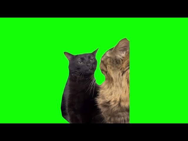 Green Screen Black Cat Zoning Out Meme