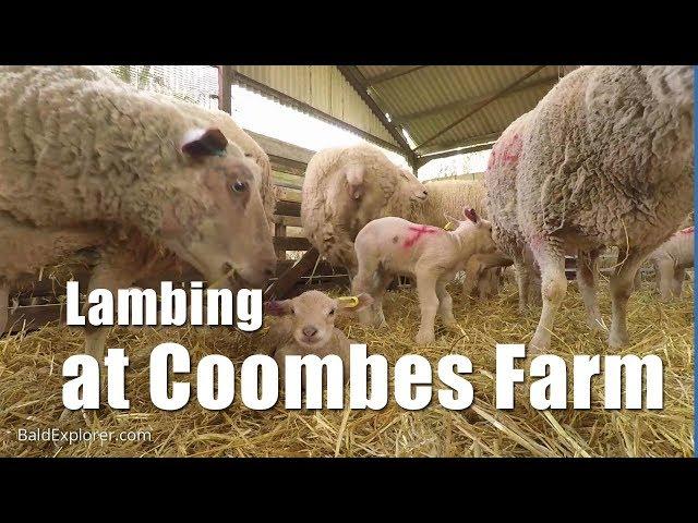 Walks in Sussex: Lambing at Coombes Farm