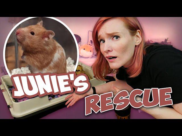 Hamster Left Behind in a Rat Cage! | Junie's Rescue Story | Munchie's Place