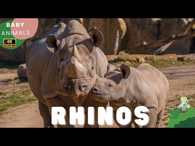 RHINOS | Learn All About Rhios | Animals for Kids | CuteKidsTV