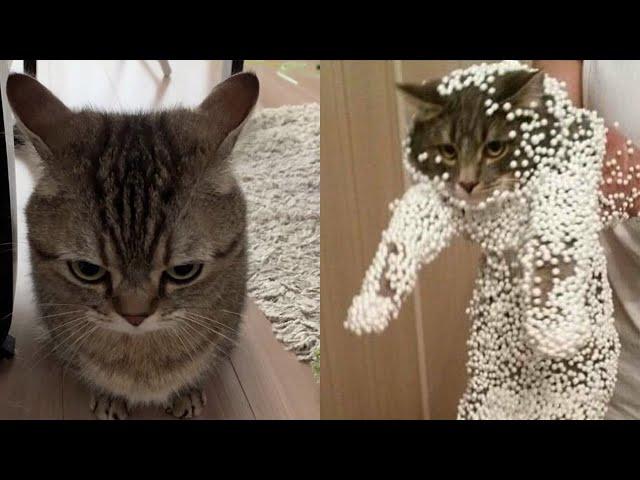 Try Not To Laugh  New Funny Cats  And Dog Video  - MeowFunny Part 15