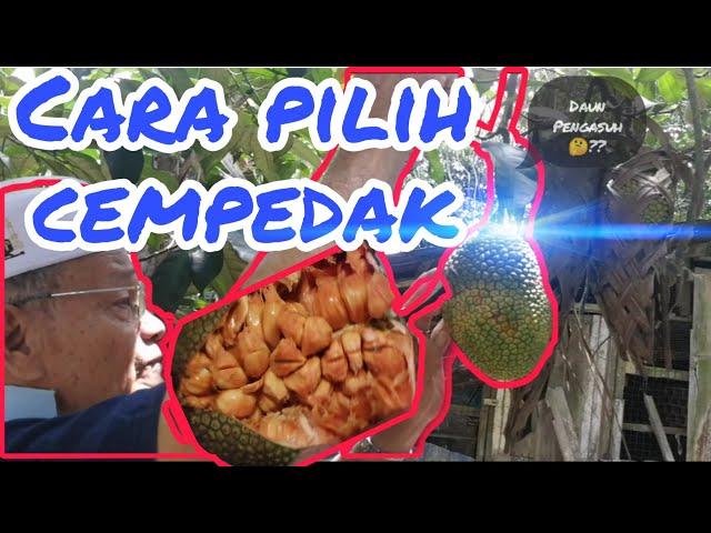 Cara petik cempedak || How to pick cempedak