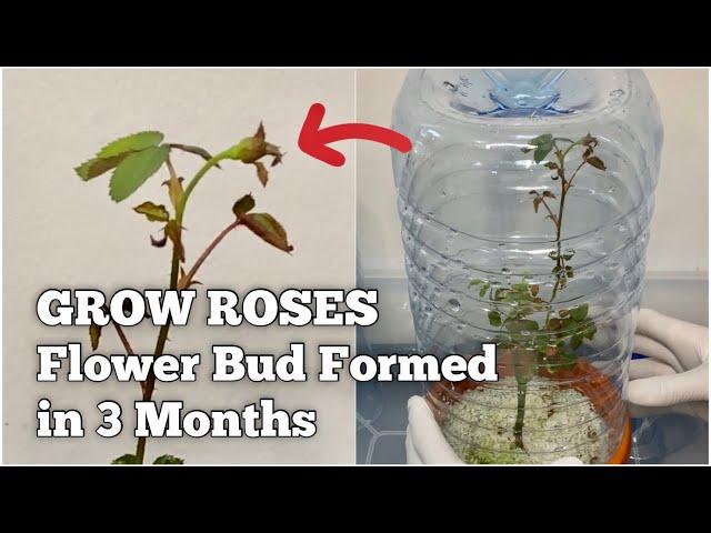 How to Grow Roses from Bouquet Cuttings at HOME? (Sneak Peek)