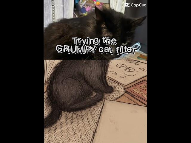 Grumpy black cat filter️ #cat #catvideos #catshorts #grumpycat #blackcat #theccu #cartoonnetwork