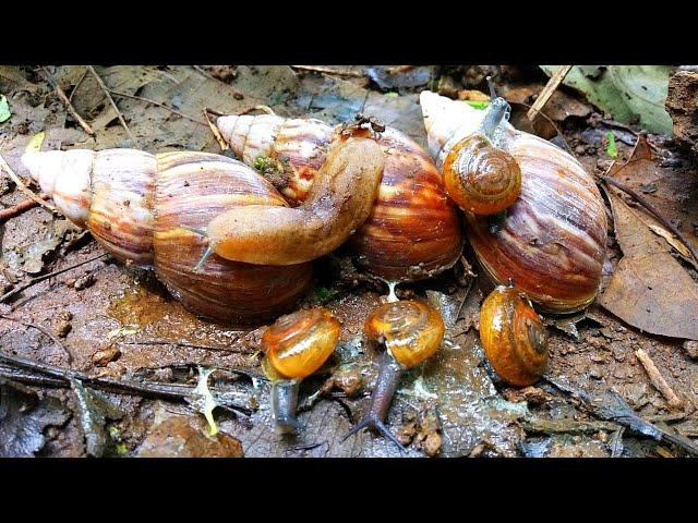 Hunting Snail! Berburu Keong Bekicot, Siput Gepeng, Siput Tanpa Cangkang, Dan Menemukan Kaki Seribu