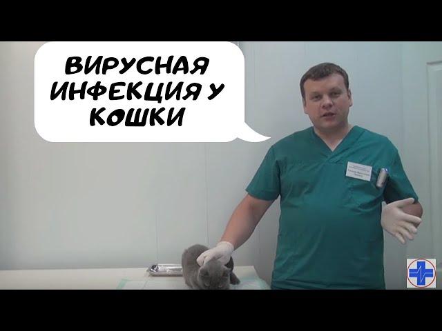 Вирусная инфекция у кошки