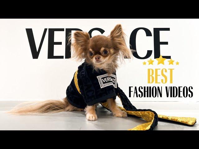 BEST Dog Fashion Videos 