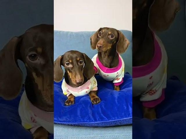 TWIN DACHSHUNDS LOVE EACH OTHER #shorts