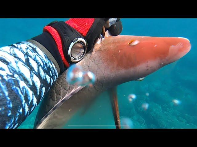 BEST way to eat any fish, Spearfishing Hawaii