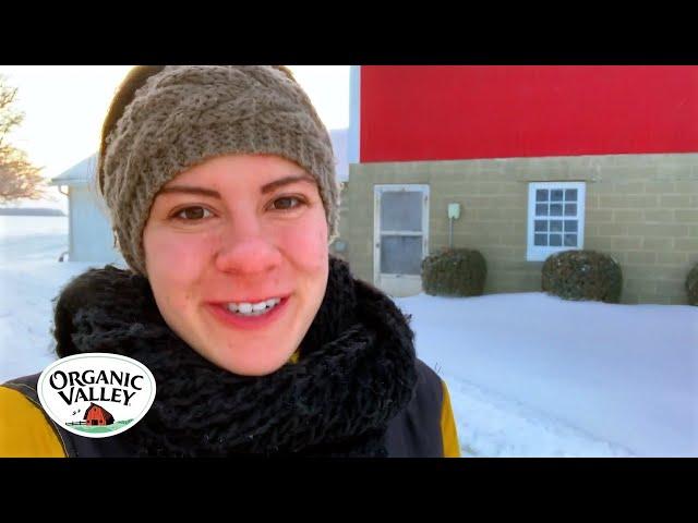 How are Cows Grass-fed in Winter? | Organic Valley