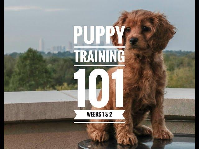 Puppy Training 101: Week 1 & 2