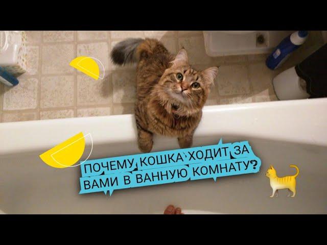 Dr. Remez | ПОЧЕМУ кошка ходит за вами в ВАННУЮ комнату? 